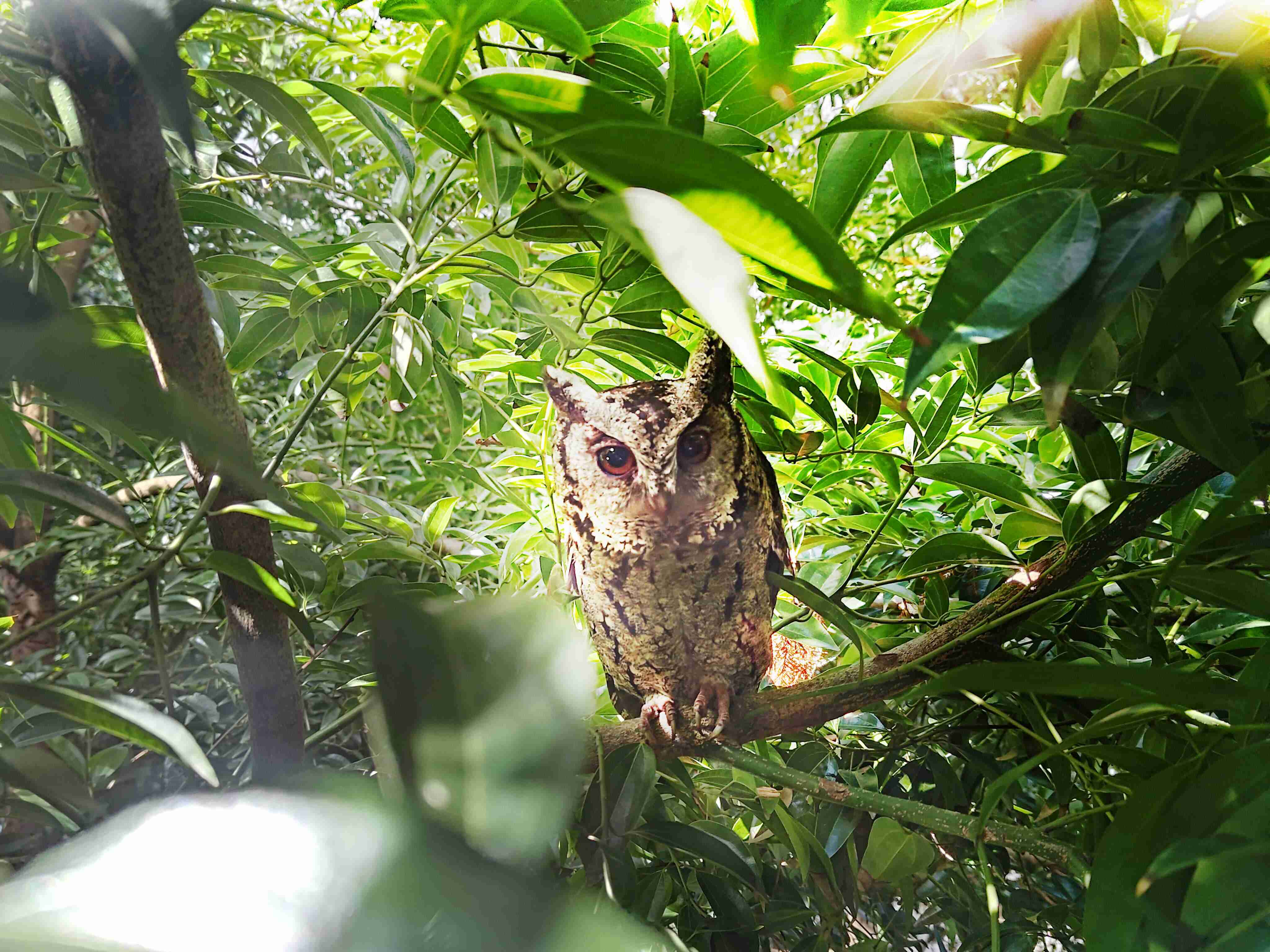 赏金国际致力提倡净零绿生活，，，16年以来在全球各厂区植树逾百万棵，，，造就各厂区树木蔚然成林，，，，犹如森林工厂，，，，成为许多生物的栖息地